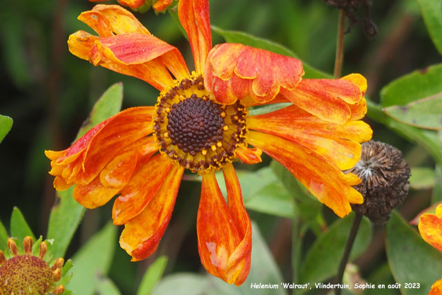 Helenium 'Walraut'
