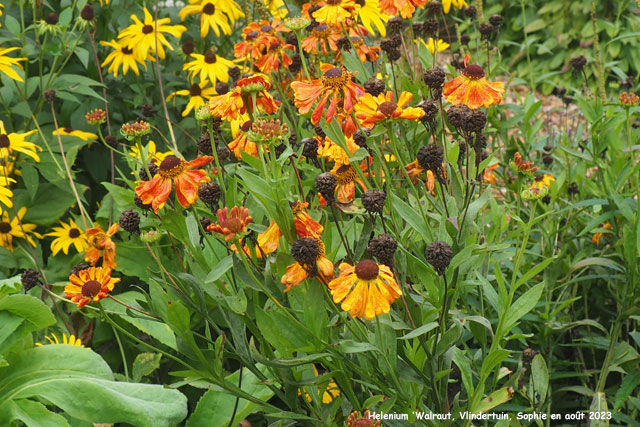 Helenium 'Walraut'