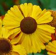 Helenium 'Walraut'