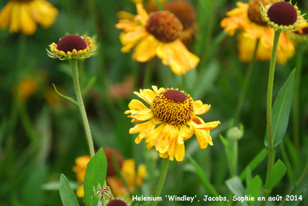 Helenium 'Windley'