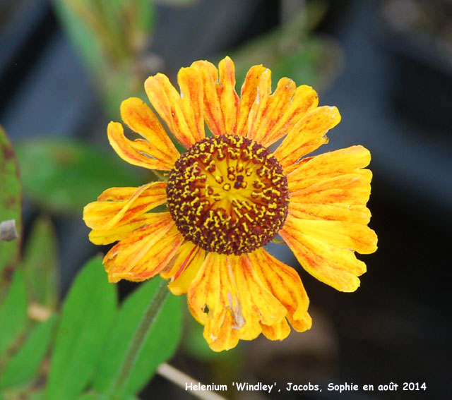 Helenium 'Windley'