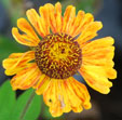 Helenium 'Windley'