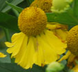 Helenium 'Yellow Dushi'