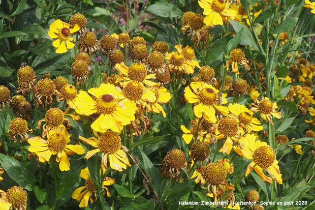 Helenium 'Zimbelstern'