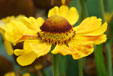 Helenium 'Zimbelstern'