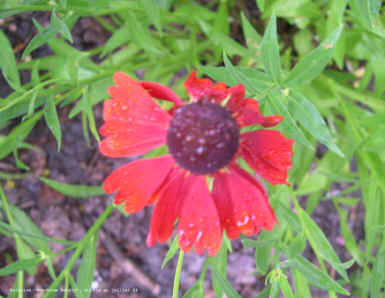 Helenium 'Moerheim Beauty'