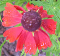 Helenium 'Moerheim Beauty'