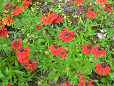 Helenium 'Moerheim Beauty'