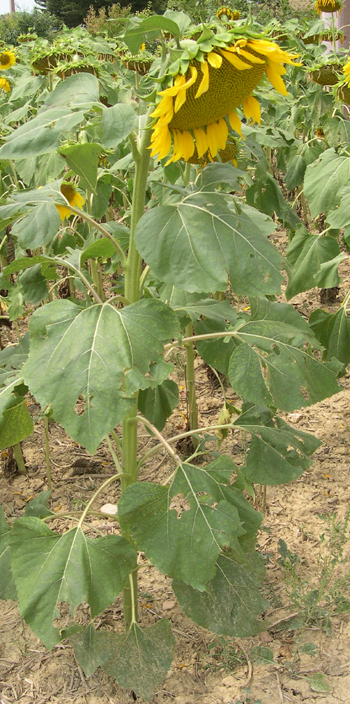 Helianthus annuus