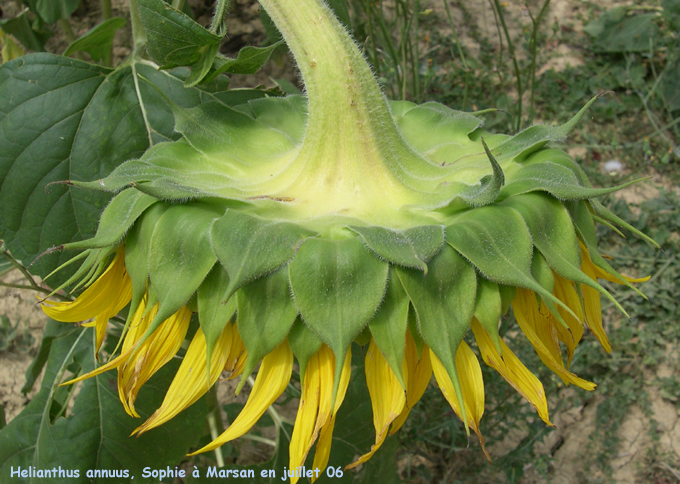 Helianthus annuus