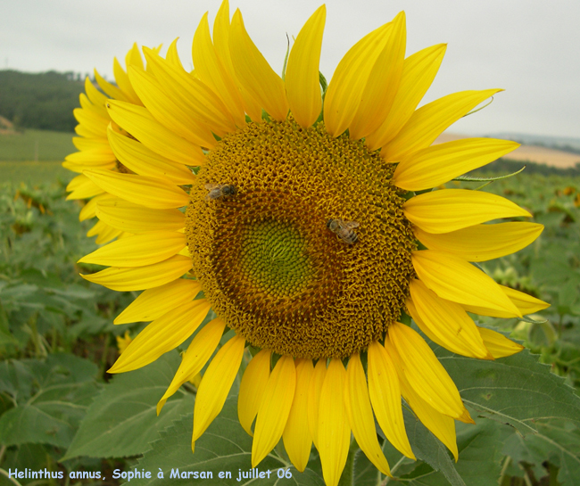 Helianthus annuus