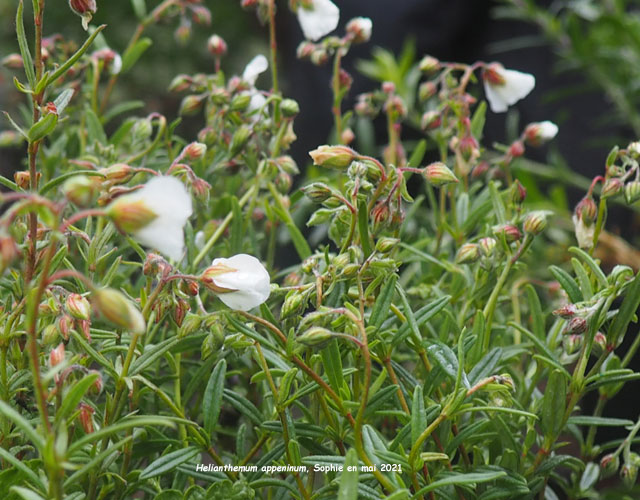 Helianthemum appeninum