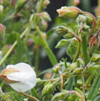 Helianthemum appeninum