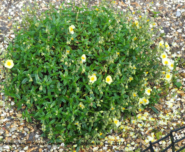 Helianthemum 'Cornish Cream'