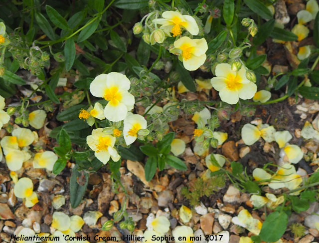 Helianthemum 'Cornish Cream'