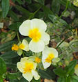 Helianthemum 'Cornish Cream'