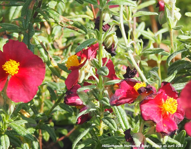 Helianthemum 'Hartswood Ruby'