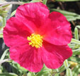 Helianthemum 'Supreme'