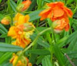 Helianthemum 'Tigrinum Plenum'