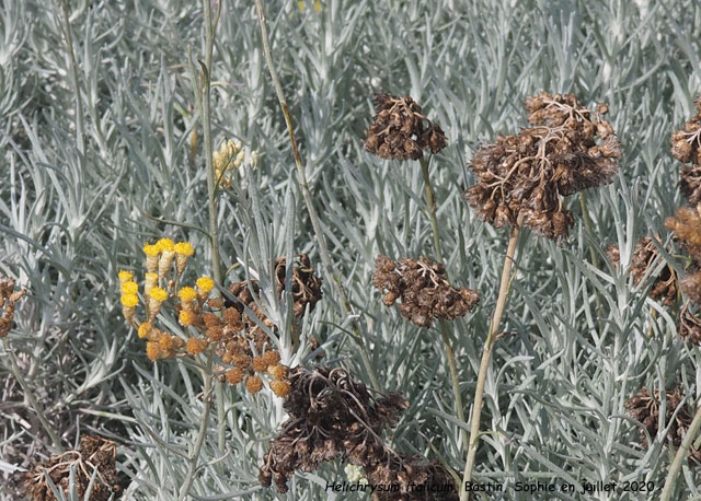Helichrysum italicum