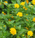Heliopsis helianthoides 'Asahi'