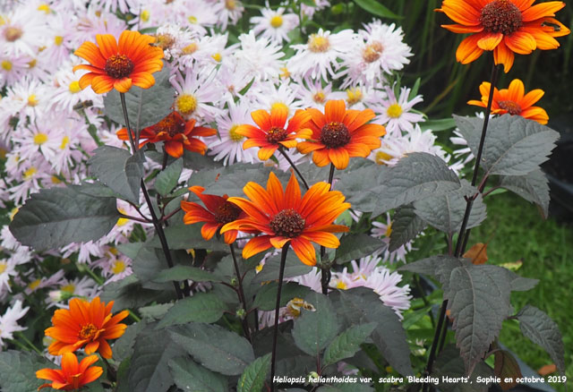 Heliopsis helianthoides var. scabra 'Bleeding Hearts'