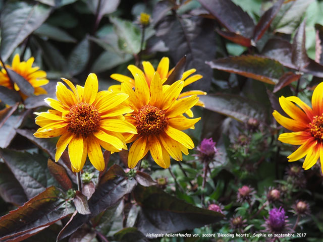 Heliopsis helianthoides var. scabra 'Bleeding Hearts'