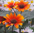 Heliopsis helianthoides 'Bleeding Hearts'