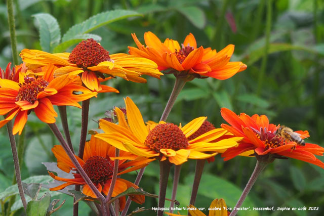 Heliopsis helianthoides var. scabra 'Fire Twister'