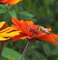 Heliopsis helianthoides 'Fire Twister'