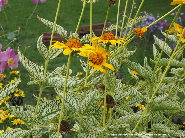 Heliopsis helianthoides 'Helhan'