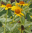 Heliopsis helianthoides 'Helhan'