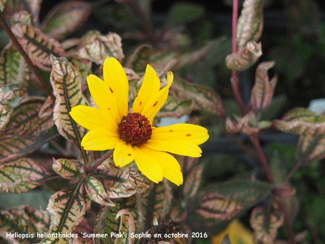 Heliopsis helianthoides 'Summer Pink'
