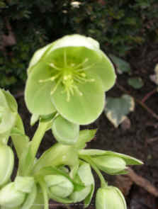 Helleborus argutifolius