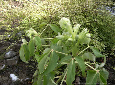 Helleborus argutifolius