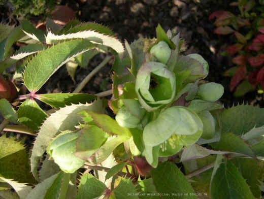 Helleborus  argutifolius