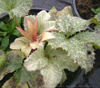 helleborus argutifolius 'janet Starnes'