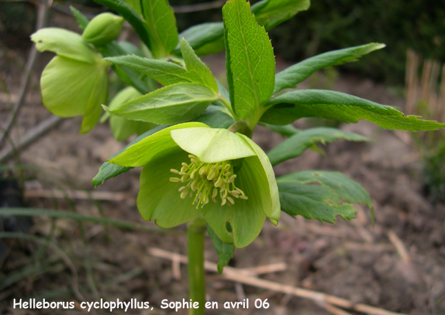 Helleborus cyclophyllus