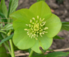 Helleborus  cyclophyllus