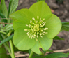 Helleborus cyclophyllus