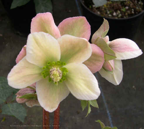 Helleborus x ericsmithii