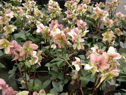 Helleborus x ericsmithii
