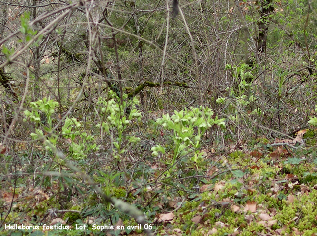 Helleborus foetidus