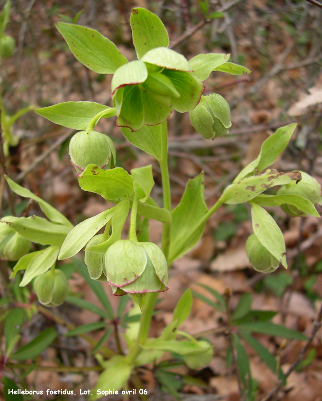 Helleborus foetidus