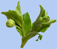 Helleborus  foetidus