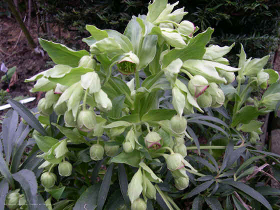 Helleborus foetidus