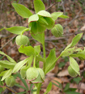 Helleborus foetidus