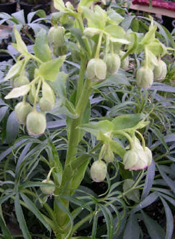 Helleborus foetidus 'Mrs. jekyll Scented'