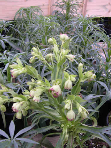 Helleborus foetidus 'Wester Flisk'