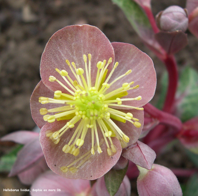 Helleborus lividus